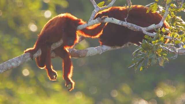 Mother Red Howler Monkey Resting with Offspring on Tree Branch in Lush Forest Canopy During Golden Hour, Tilt Up
