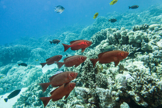 Indopazifischer Gro&szlig;augenbarsch