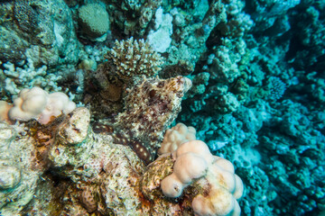 Krake oder Octopus