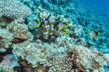 Schwarzrücken-Falterfisch