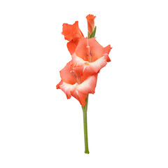Beautiful orange gladiolus flower stem isolated on transparent background