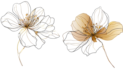 Abstract Floral Artistry: Delicate lines and subtle hues come together in an elegant, artistic depiction of two blossoms, showcasing the beauty and grace of nature's delicate forms. 