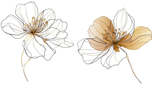 Abstract Floral Artistry: Delicate lines and subtle hues come together in an elegant, artistic depiction of two blossoms, showcasing the beauty and grace of nature's delicate forms. 