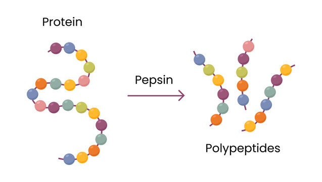 Vector Illustration of pepsin enzyme effect on protein molecule	
