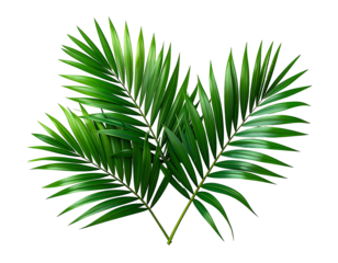 Four overlapping bright green tropical palm leaves, black background