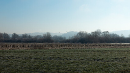 Rural winter misty European sunrise landscape with frosty trees, field and mountains