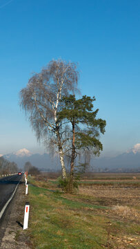 Rural winter misty European sunrise landscape with frosty trees, field and mountains