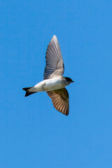 A Welcome Swallow flying in the blue sky