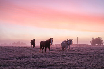 Frosty horses in the winter Central Oregon Sunrise