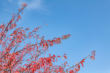 Malibu Creek State Park, Santa Monica Mountains National Recreation Area. Los Angeles County, California
