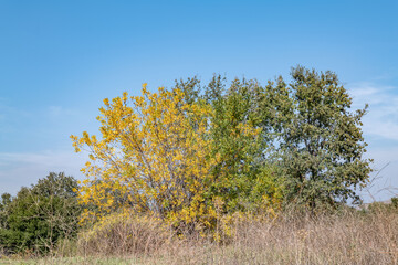 Juglans californica, California black walnut, California walnut,  Southern California black walnut. Malibu Creek State Park, Santa Monica Mountains National Recreation Area. Los Angeles County