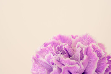 カーネーションの紫色の花をベージュ背景でアップ撮影03