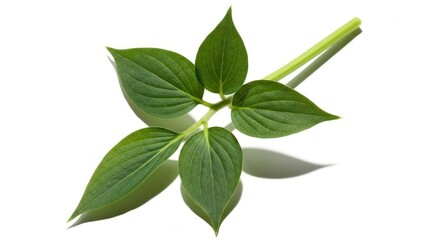 Obraz premium Fresh, vibrant green plant stem with five teardrop leaves isolated on bright white