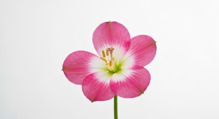 Pink flower with white center, five petals, and yellow stamens, against white
