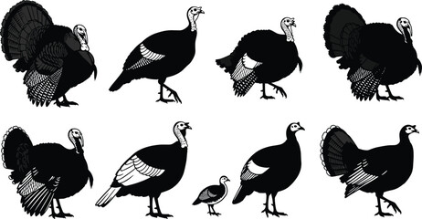 Turkey silhouette vector set, black bird icons, feather detail, wildlife illustration, male and juvenile turkeys, farm animal graphic, stock art