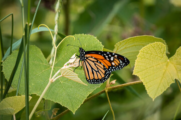 Closeup of monarch butterfly on leaf 