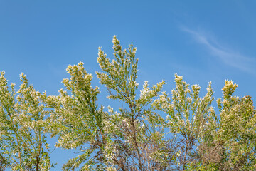 Baccharis pilularis, coyote brush (or bush), chaparral broom, and bush baccharis. Malibu Creek State Park, Santa Monica Mountains National Recreation Area. Los Angeles County, California
