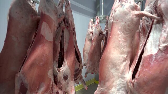 View of lamb and mutton meats in cooling warehouse of slaughterhouse