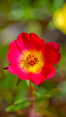 Fototapeta premium Radiant Portulaca Grandiflora Blossom - A Vibrant Floral Portrait.