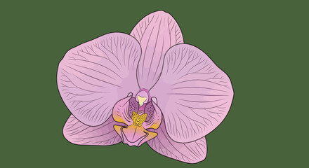Illustrated, pastel orchid bloom with yellow accents on an olive background