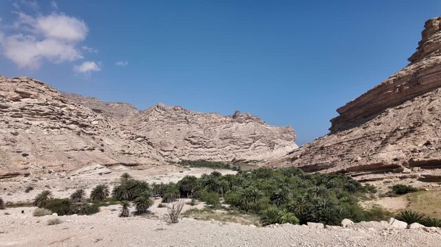 Wadi Sinaq natural oasis, featuring numerous green palm trees and a small pond nestled between towering rocky canyon walls under a clear blue sky in Oman's Dhofar Governorate