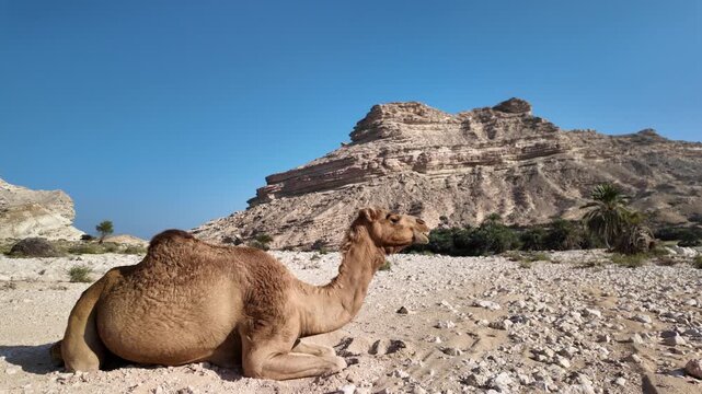 Dromedary camel resting on pebbly ground in Wadi Sinaq oasis in Oman, Dhofar solitary desert scene with layered rock mountains under a clear blue sky, tranquil and remote wilderness