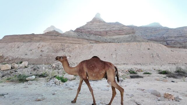 Dromedary camel walking in Wadi Sinaq oasis in Oman, Dhofar solitary desert scene with layered rock mountains under a clear blue sky, tranquil and remote wilderness