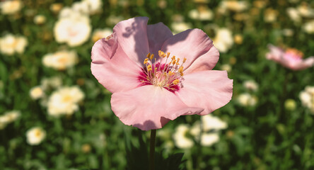 Closeup of a beautiful pink flower.