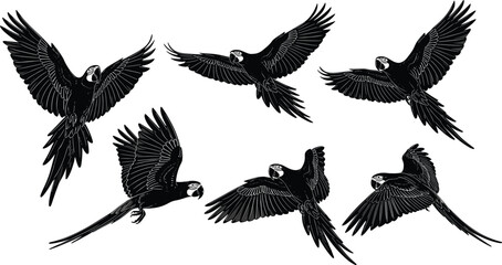 Obraz premium Set of six macaw parrot bird silhouettes flying with wings spread, black and white vector illustration in various flight poses, tropical animal, wildlife, and exotic theme elements
