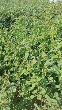 A detailed close-up shot capturing a healthy specimen of Lamb's Quarters (Chenopodium album), also commonly known as White Goosefoot. This herbaceous wild plant is prominent as a common weed thriving 