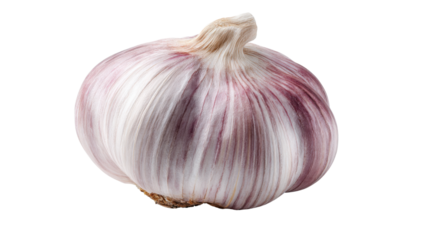 Whole fresh garlic bulb with natural purple stripes, organic allium sativum, essential cooking ingredient and healthy seasoning, transparent background