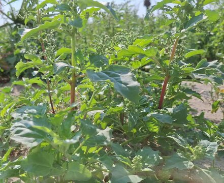 A detailed close-up shot capturing a healthy specimen of Lamb's Quarters (Chenopodium album), also commonly known as White Goosefoot. This herbaceous wild plant is prominent as a common weed thriving 