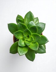 Succulent plant in terracotta pot