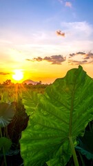 Sun setting over landscape with large, green elephant ear leaves
