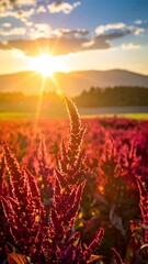 Sun setting over vibrant field of flowers and distant mountains