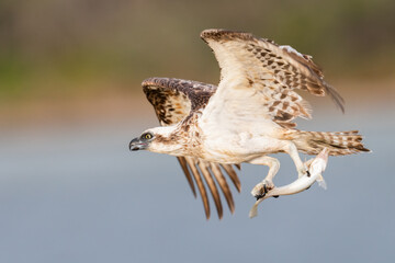 Osprey (Pandion haliaetus) catching a fish, Augusta, Western Australia. 