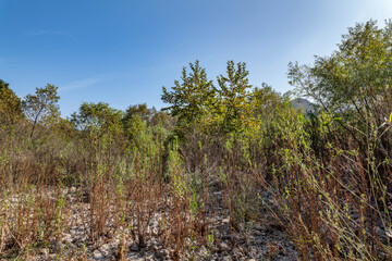 Malibu Creek State Park, Santa Monica Mountains National Recreation Area. Los Angeles County, California