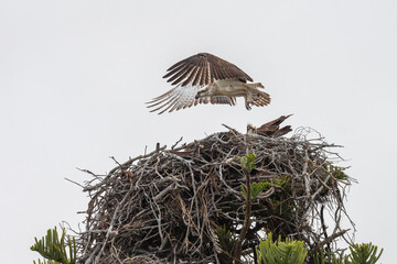 Osprey (Pandion haliaetus) landing on its nest, Augusta, Western Australia. 