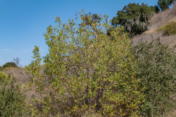 Juglans californica, California black walnut, California walnut, Southern California black walnut. Malibu Creek State Park, Santa Monica Mountains National Recreation Area. Los Angeles County