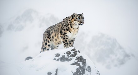 Majestic Snow Leopard Standing Proudly on a Snowy Mountain Peak.