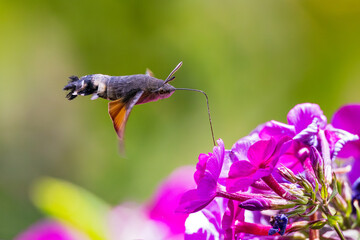 Hummingbird Hawk-Moth (Macroglossum stellatarum) with long proboscis hovering and flying in front of blooming garden flower, Hesse, Germany