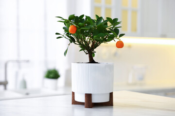 Potted tangerine tree on white marble table in kitchen