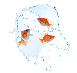Goldfish and splash of water on white background