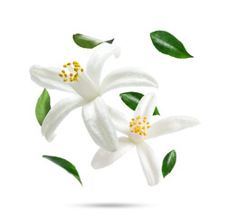 Citrus plant flowers and green leaves falling on white background