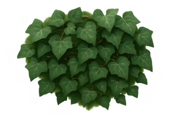 Dense ivy leaf bush displaying rich green tones and natural texture, isolated on transparent background for design use