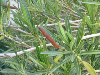 Oleander leaves and seeds
