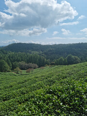 This is a green tea field landscape in Boseong, Jeollanam-do, Korea.