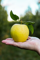 Fresh Yellow Golden Delicious Apple Held in a Hand Against a Soft Green Bokeh Background, Apple Picking in an Orchard
