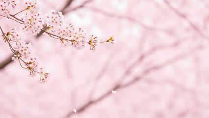 Naklejka premium Cherry blossom branch in full bloom