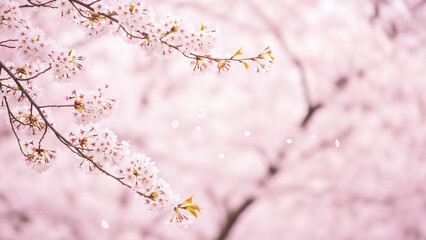 Obraz premium Beautiful Sakura Cherry Blossom Tree in Full Bloom